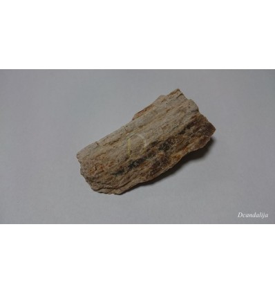 Fósil Madera MPRO022